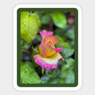 Multicolored Rose in Spring Rain Sticker